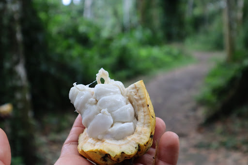 Photo from customer review