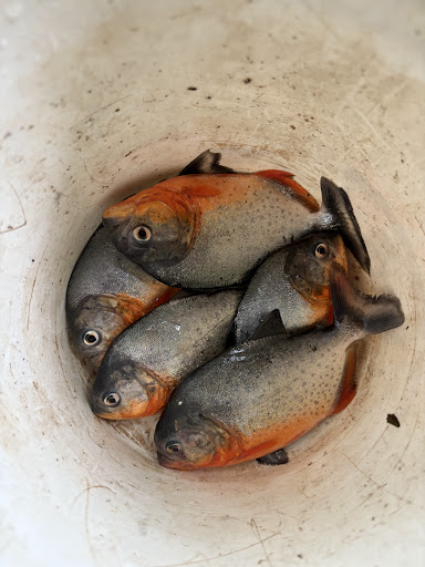 Photo from customer review