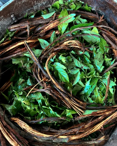 Ayahuasca 1